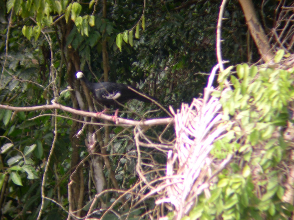 Blue-throated Piping-Guan - ML42865261