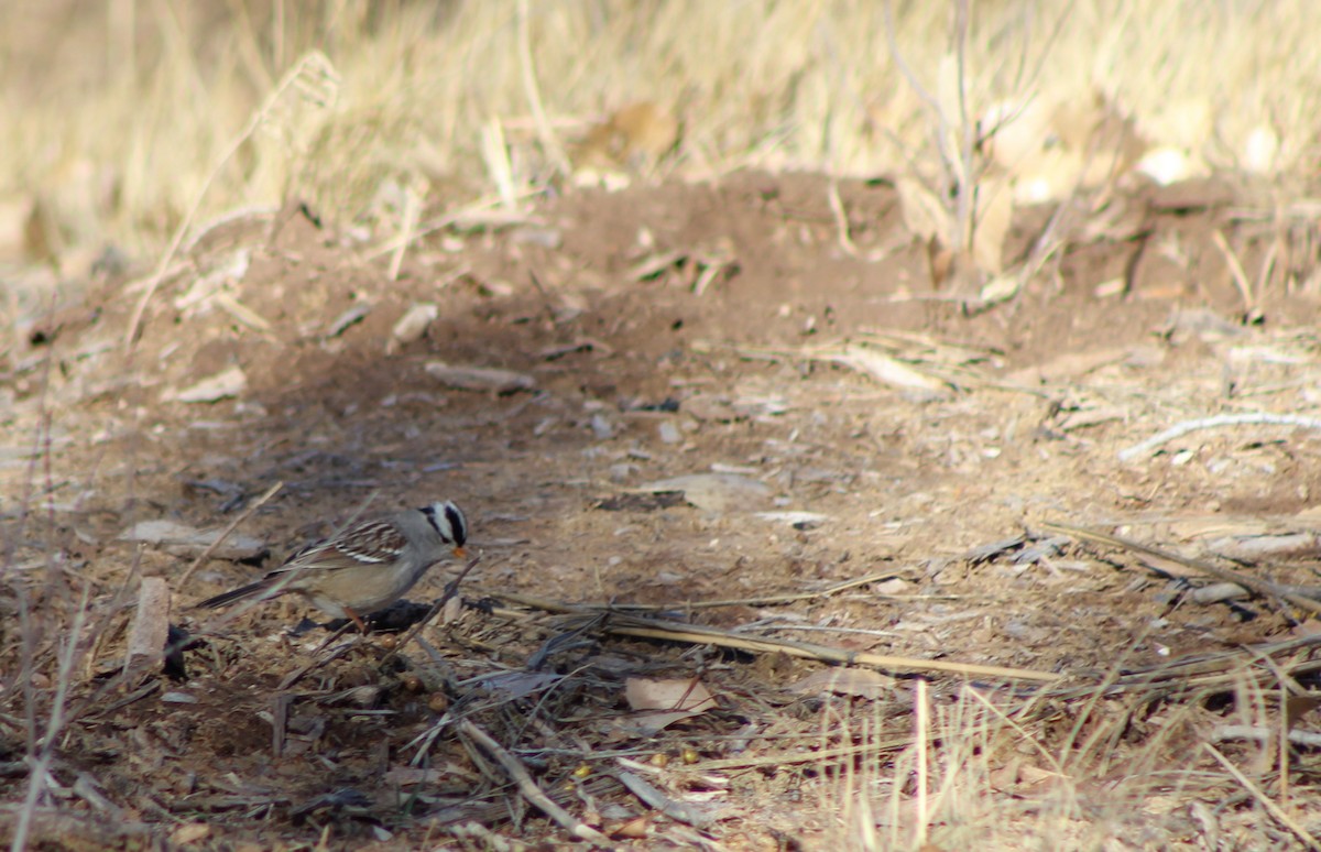White-crowned Sparrow - David Lerwill