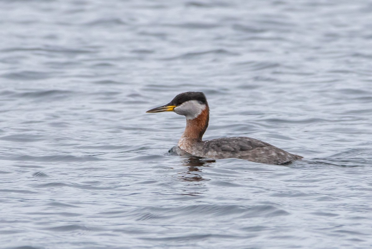Red-necked Grebe - ML428656311