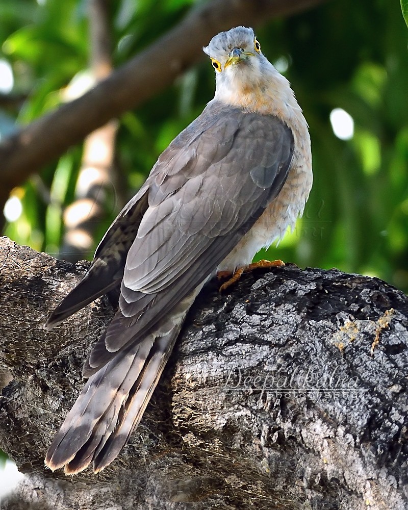 Common Hawk-Cuckoo - Deepal Kalra