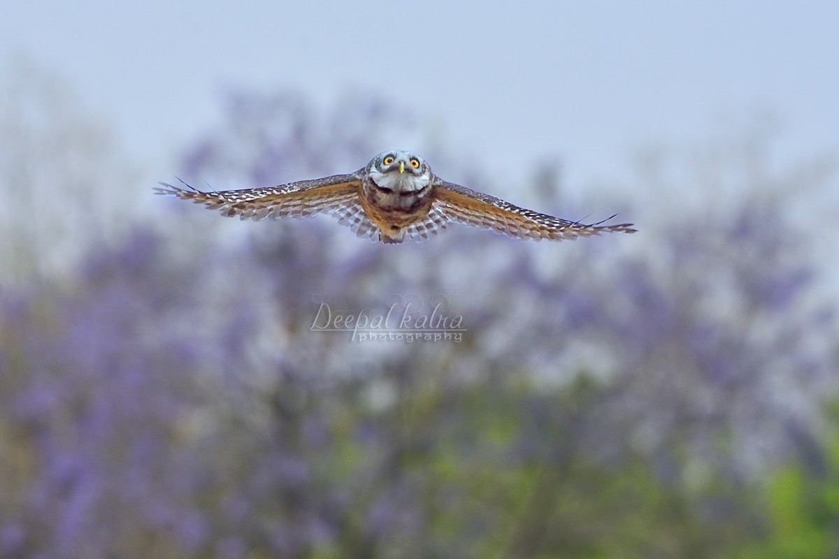 Spotted Owlet - Deepal Kalra