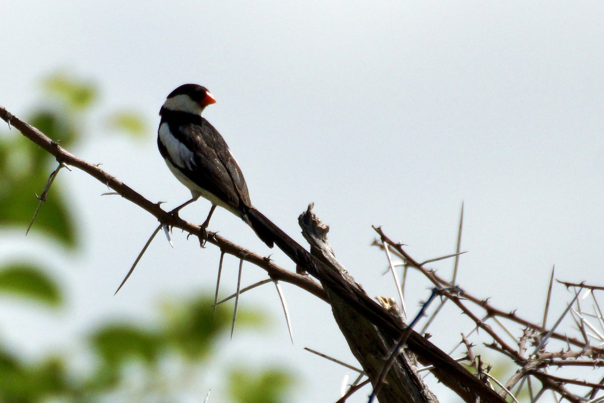 Pin-tailed Whydah - ML428666661