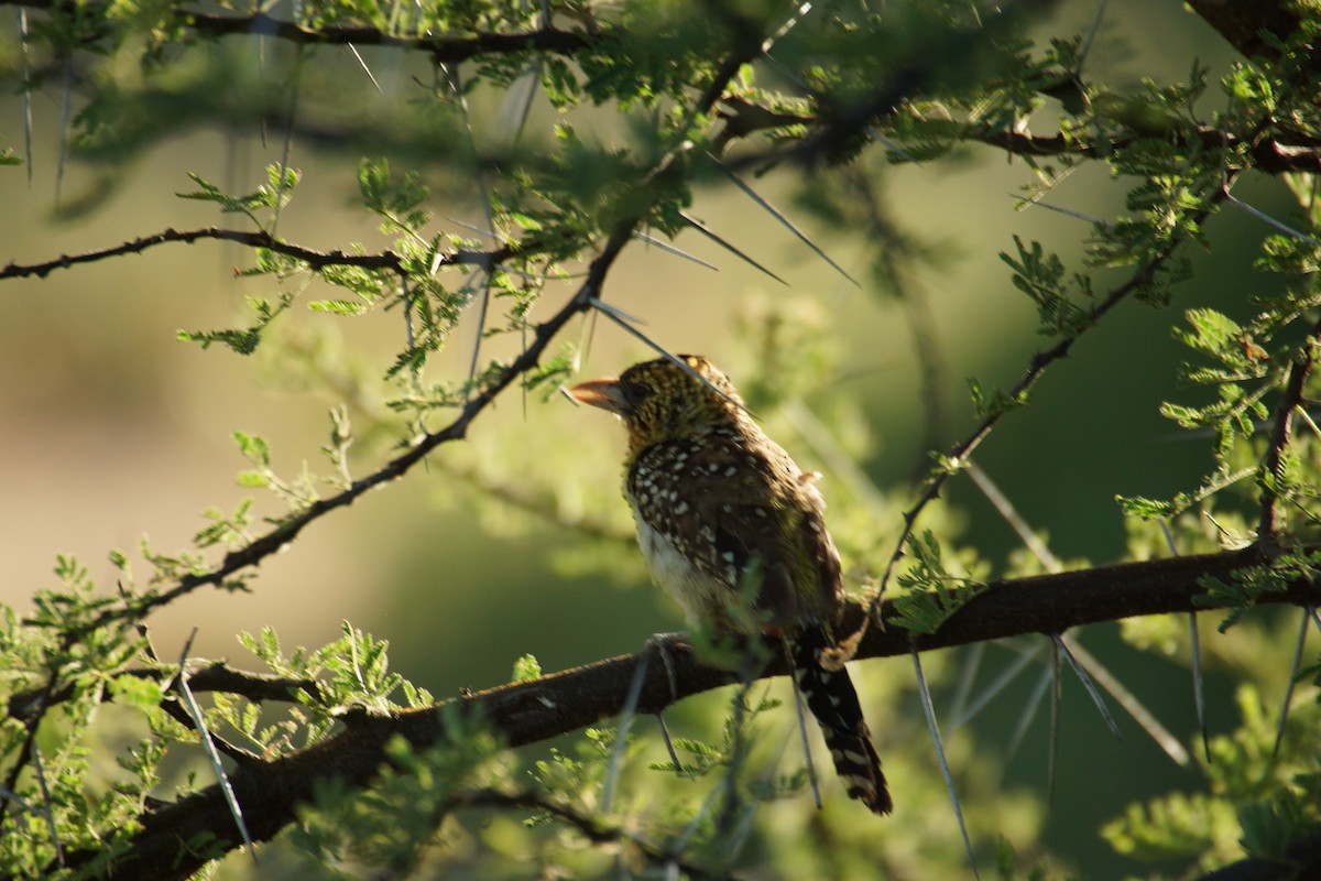 Red-and-yellow Barbet - ML428668031