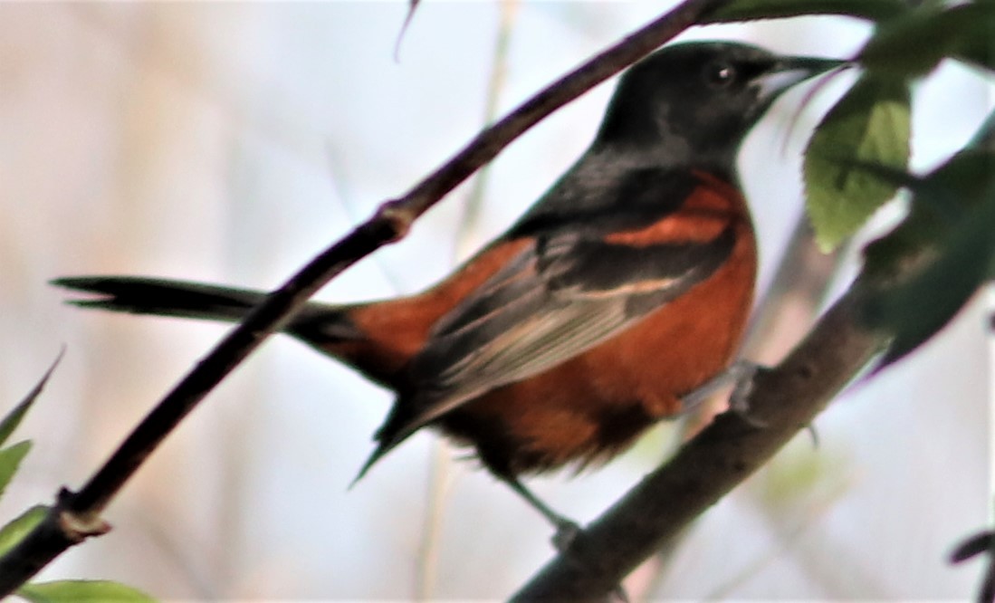 Orchard Oriole - ML428673611