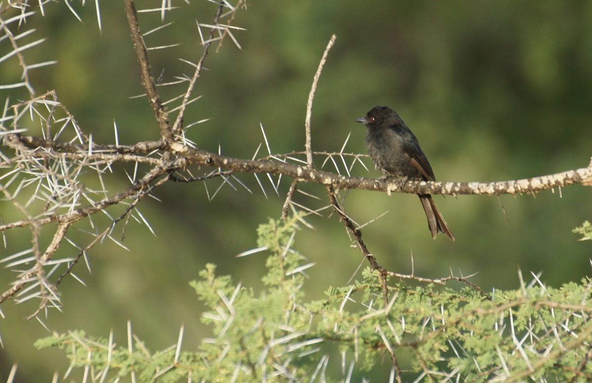 Fork-tailed Drongo - ML428680291