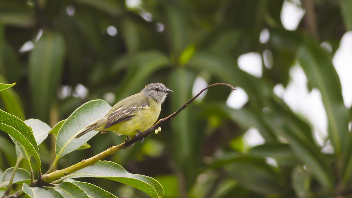 Yellow-crowned Tyrannulet - ML42868151