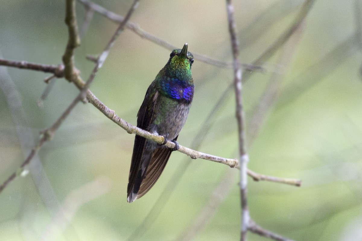 Violet-chested Hummingbird - ML428682461