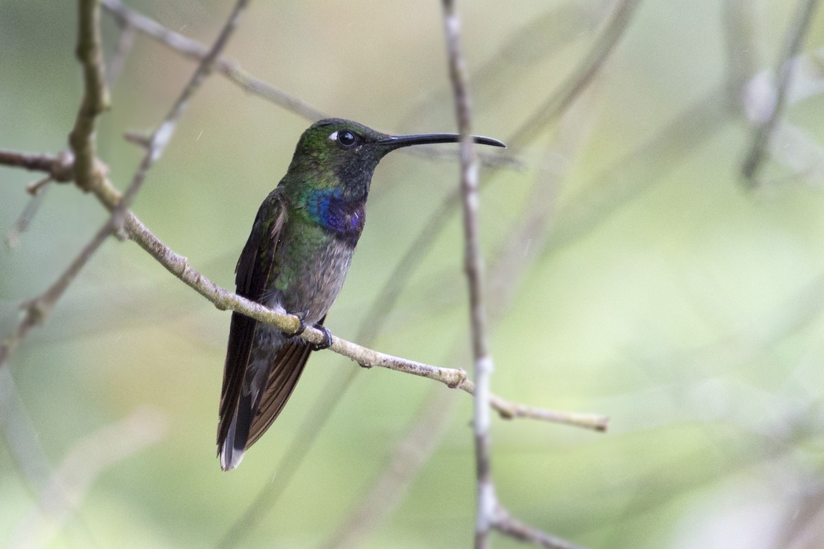 Violet-chested Hummingbird - ML428682491