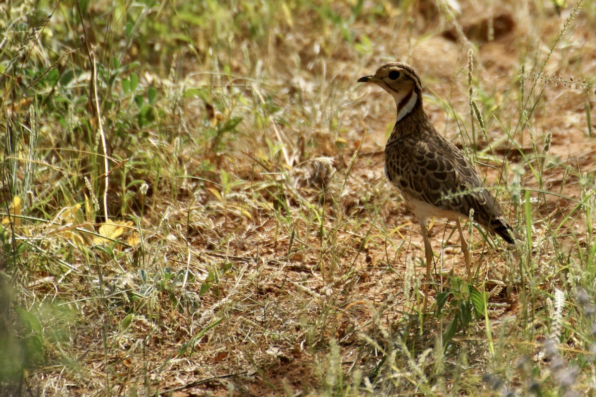 Three-banded Courser - ML428683611