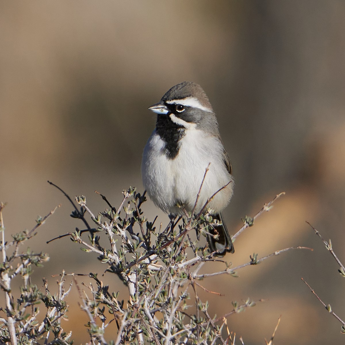 Black-throated Sparrow - ML428684601
