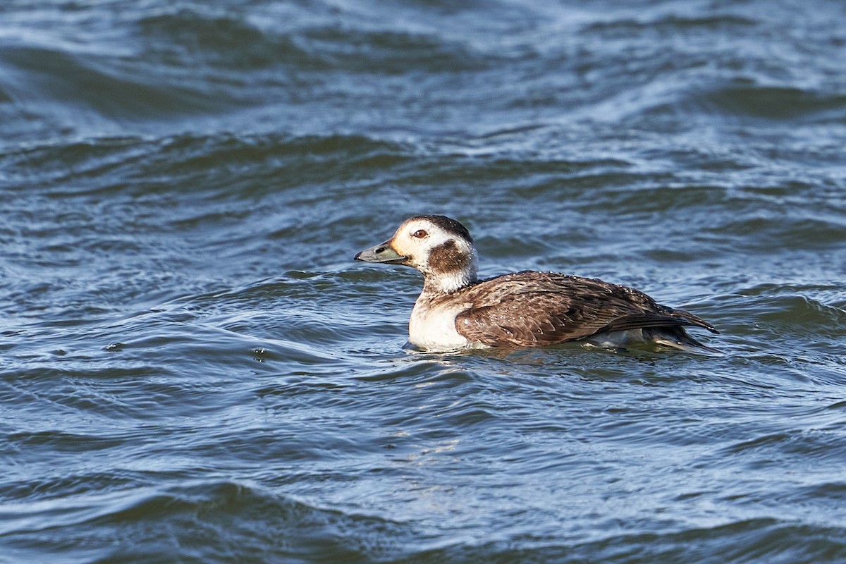 Long-tailed Duck - Thane Dinsdale