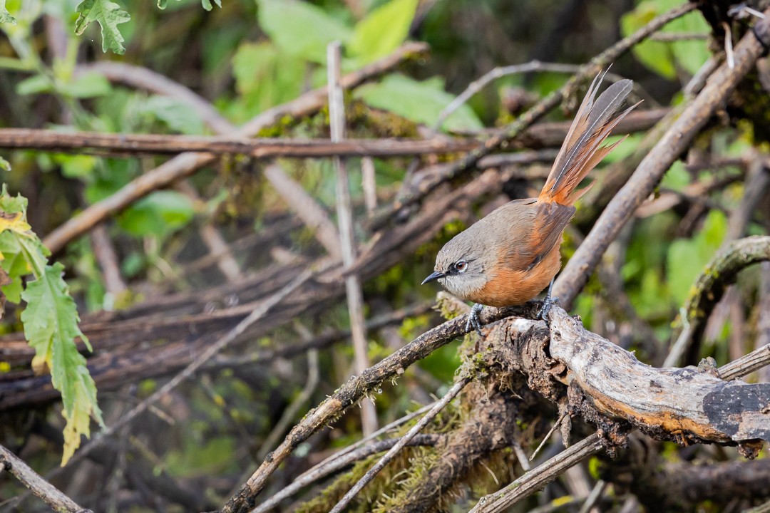 Russet-bellied Spinetail - ML428686231