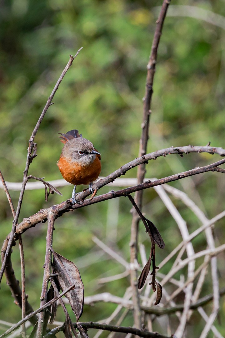 Russet-bellied Spinetail - ML428686241
