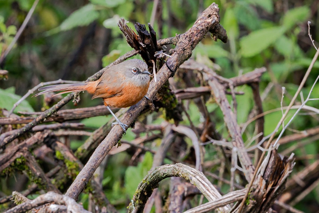 Russet-bellied Spinetail - ML428686251