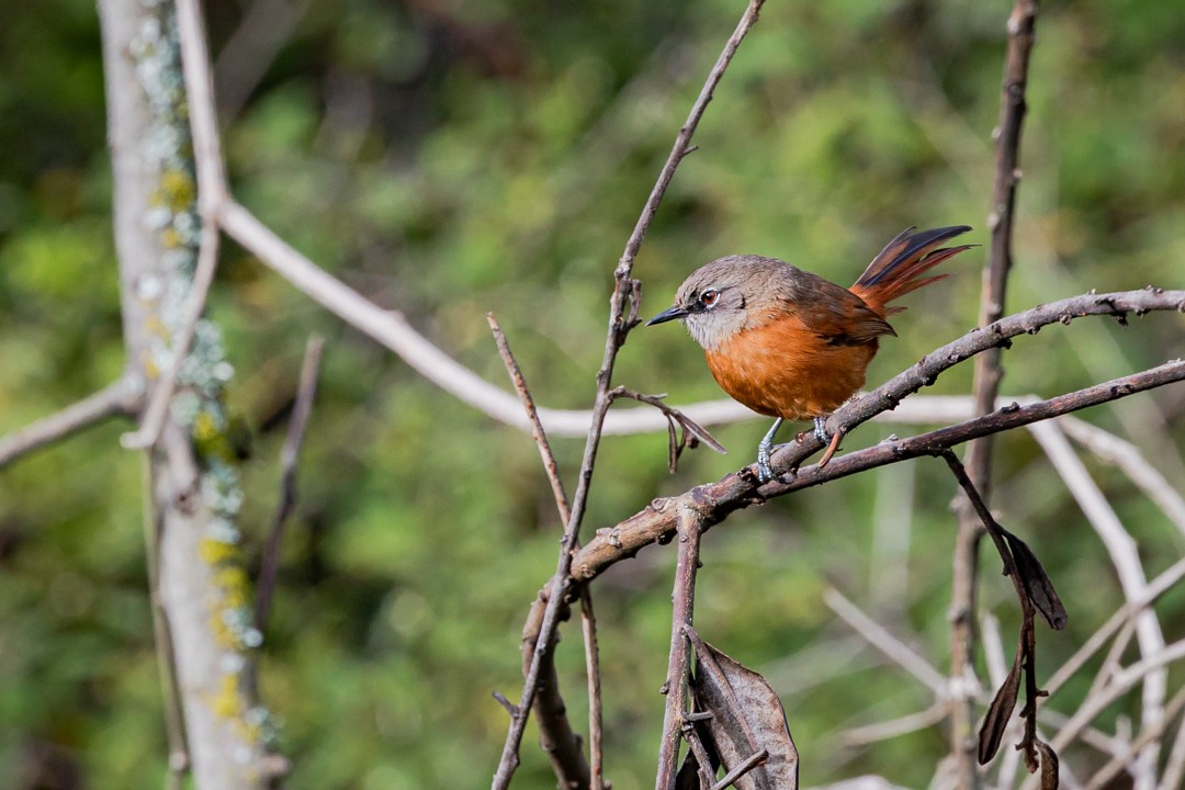 Russet-bellied Spinetail - ML428686261