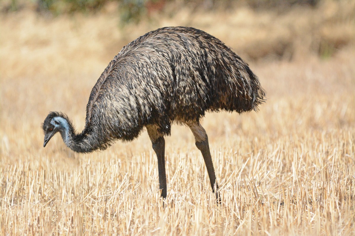 Emu - Gerald Allen