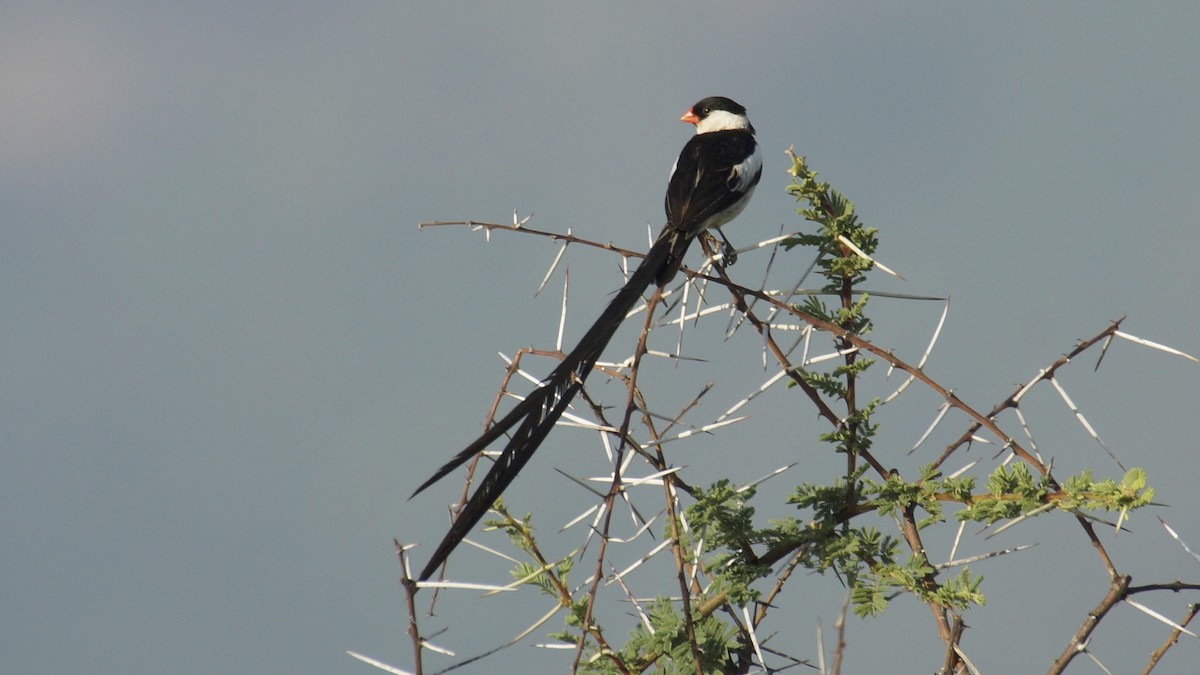 Pin-tailed Whydah - ML428688161