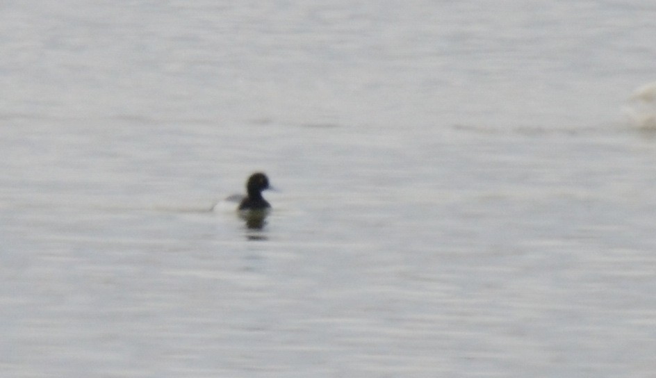Greater Scaup - ML428693111