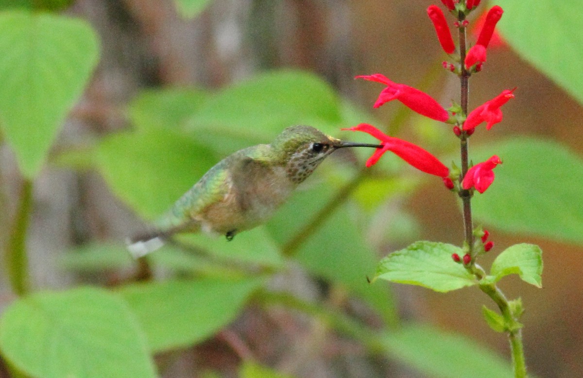 Calliope Hummingbird - ML42869681