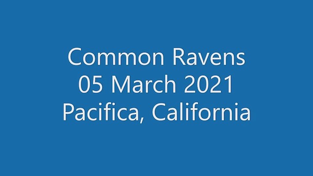 Common Raven - ML428696941