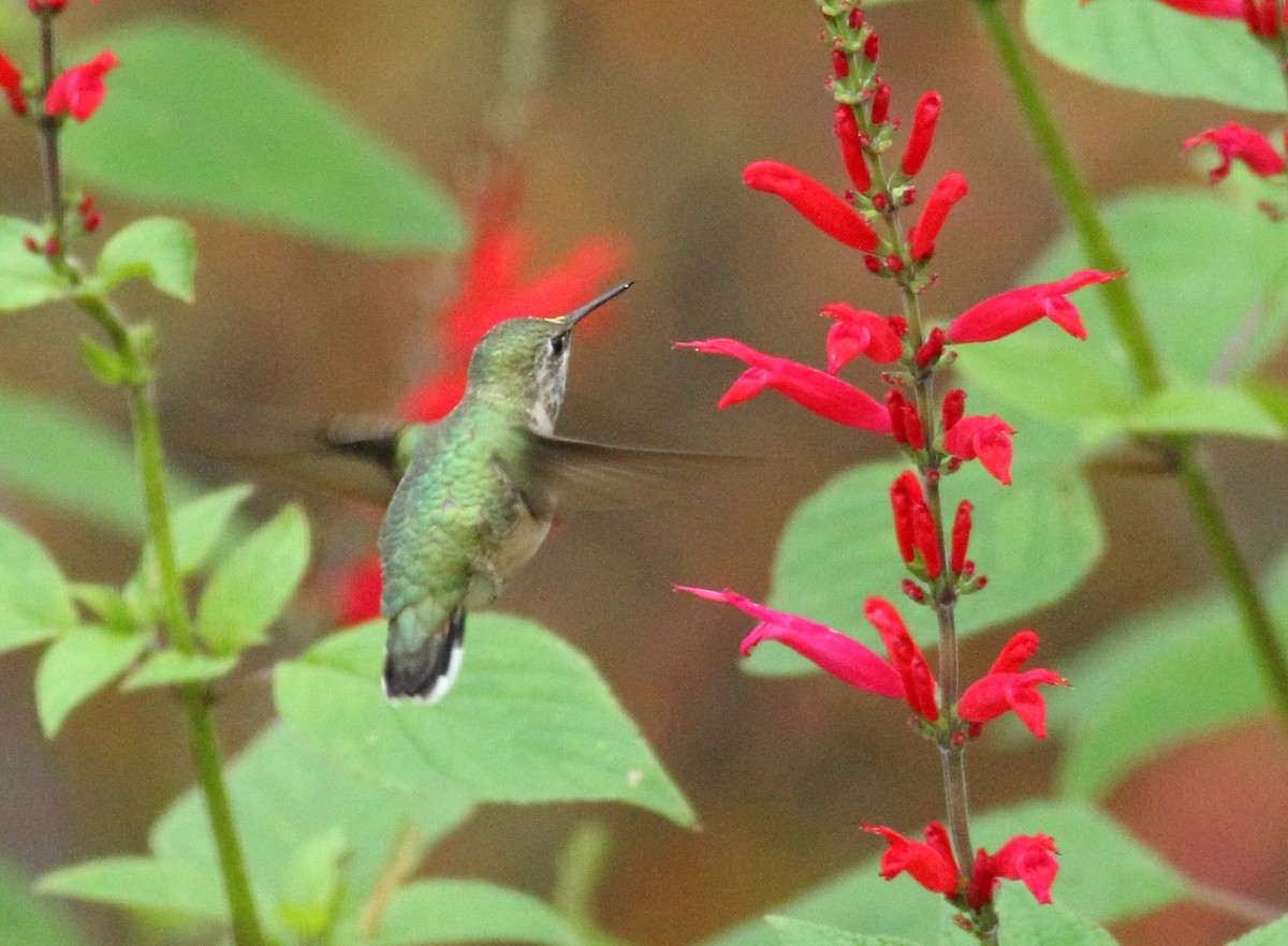 Calliope Hummingbird - ML42869711