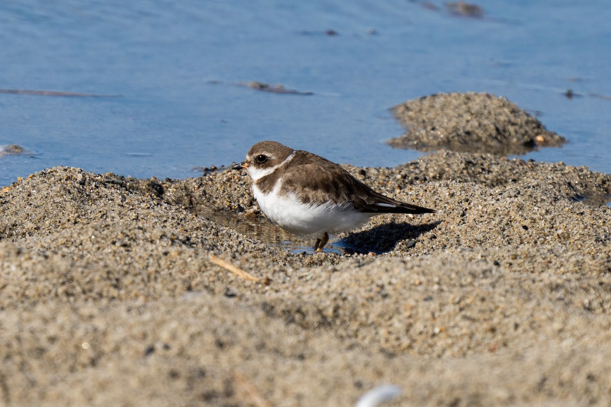 Semipalmated Plover - ML428697651