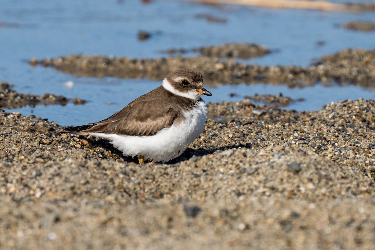 Semipalmated Plover - ML428697751