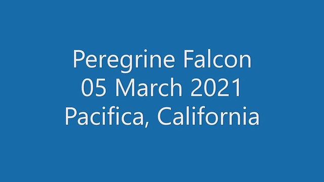 Peregrine Falcon - ML428697931