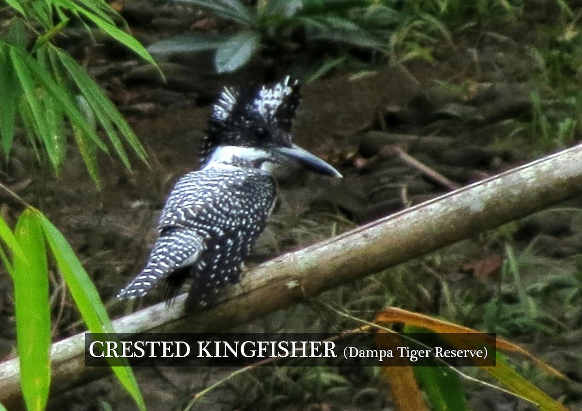 Crested Kingfisher - Zakhuma Don