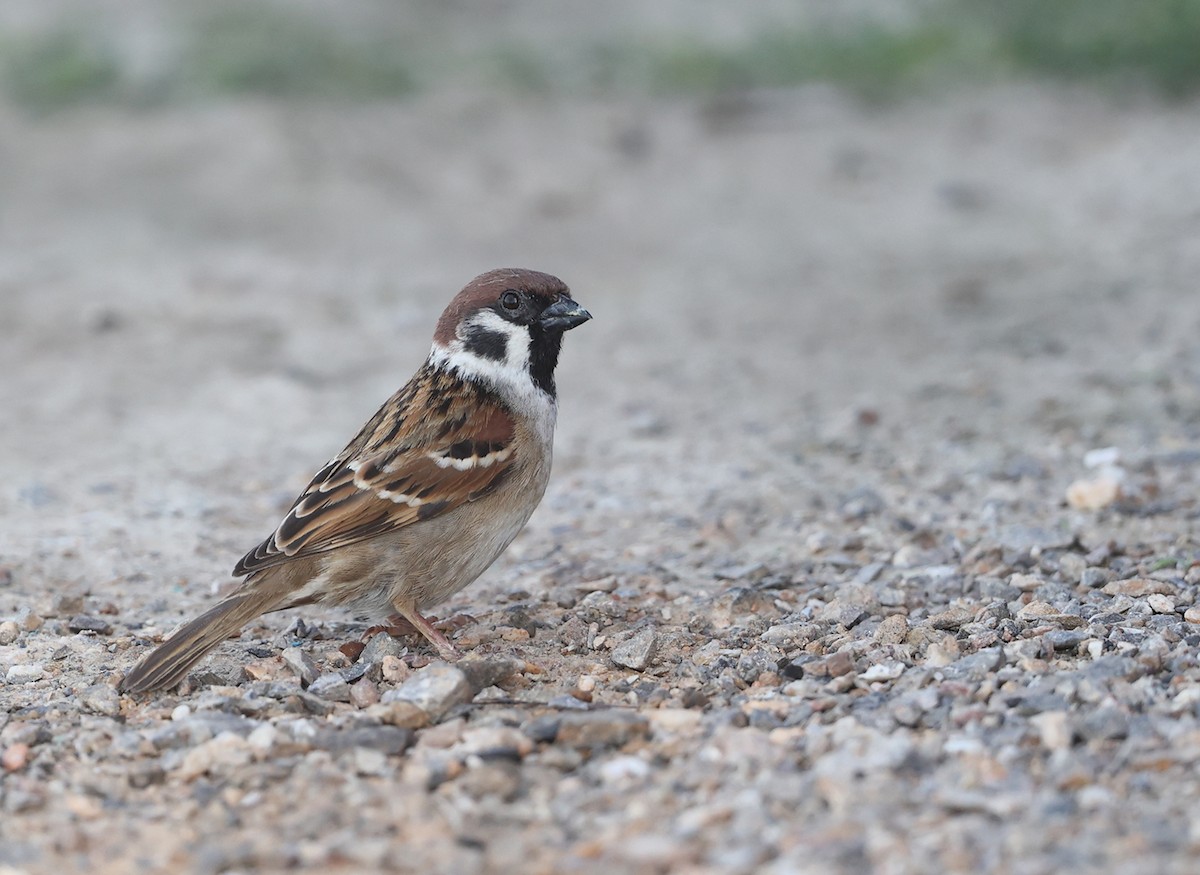 Eurasian Tree Sparrow - Jim DeWitt