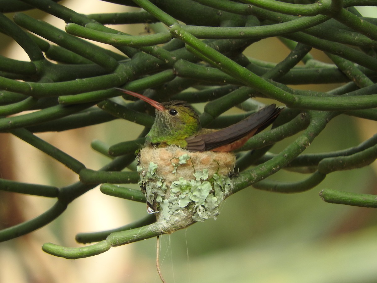 Buff-bellied Hummingbird - ML428711221