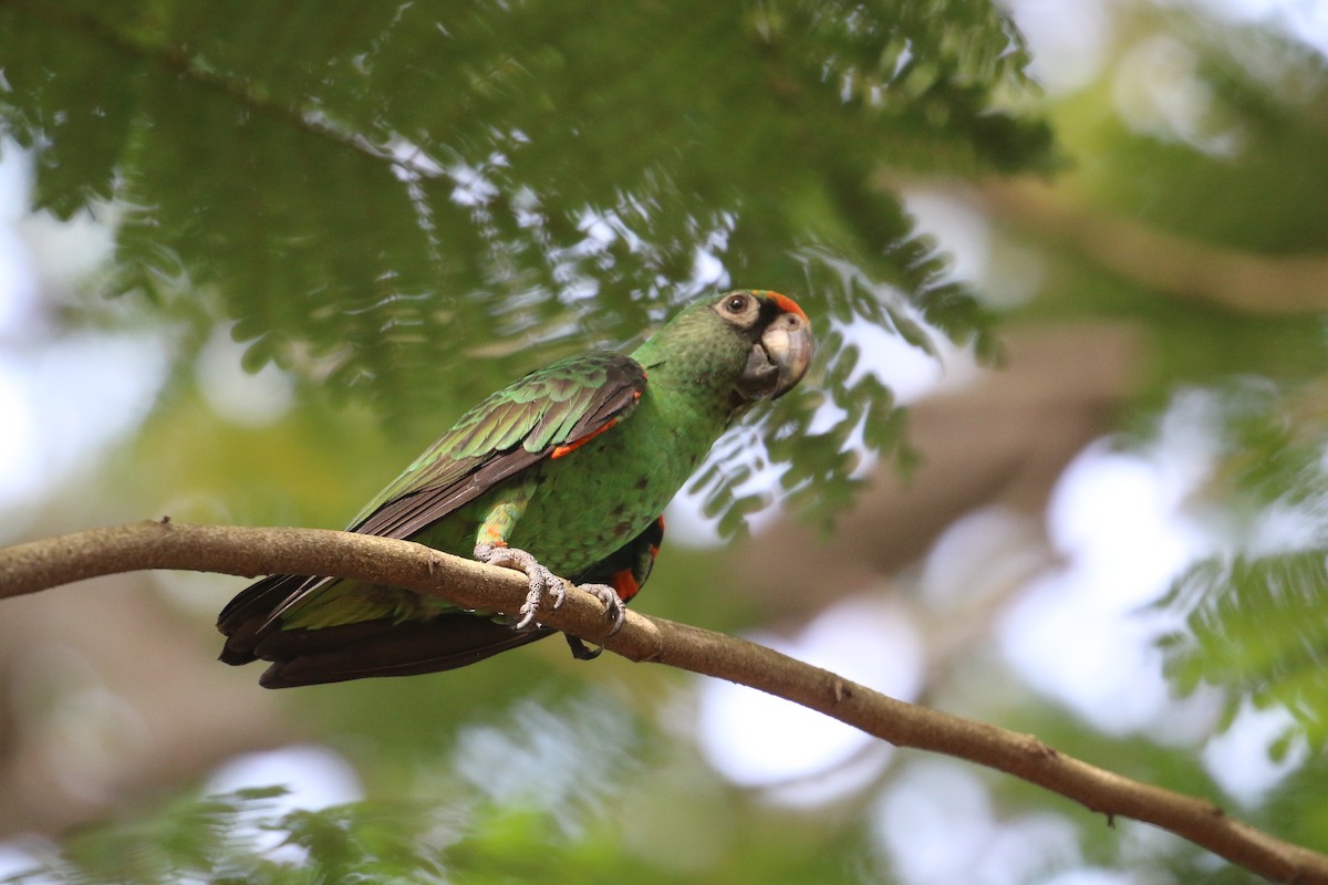 Red-fronted Parrot - Alec Crawford