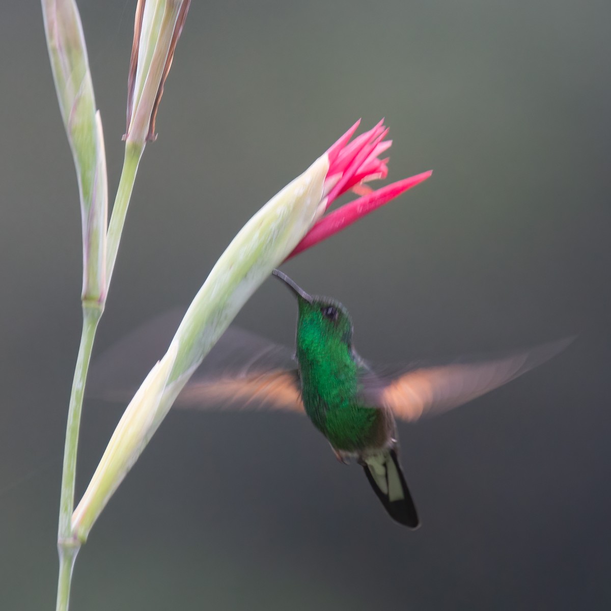 Stripe-tailed Hummingbird - ML428712661