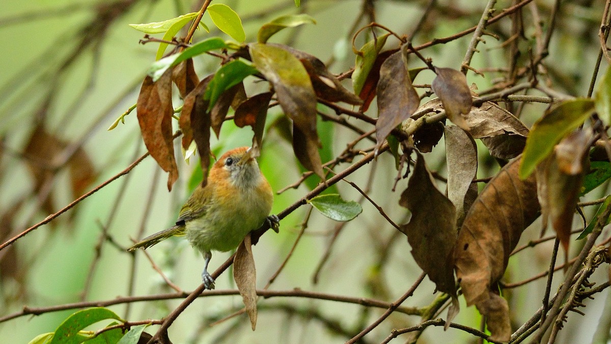 Rufous-naped Greenlet - ML42871411