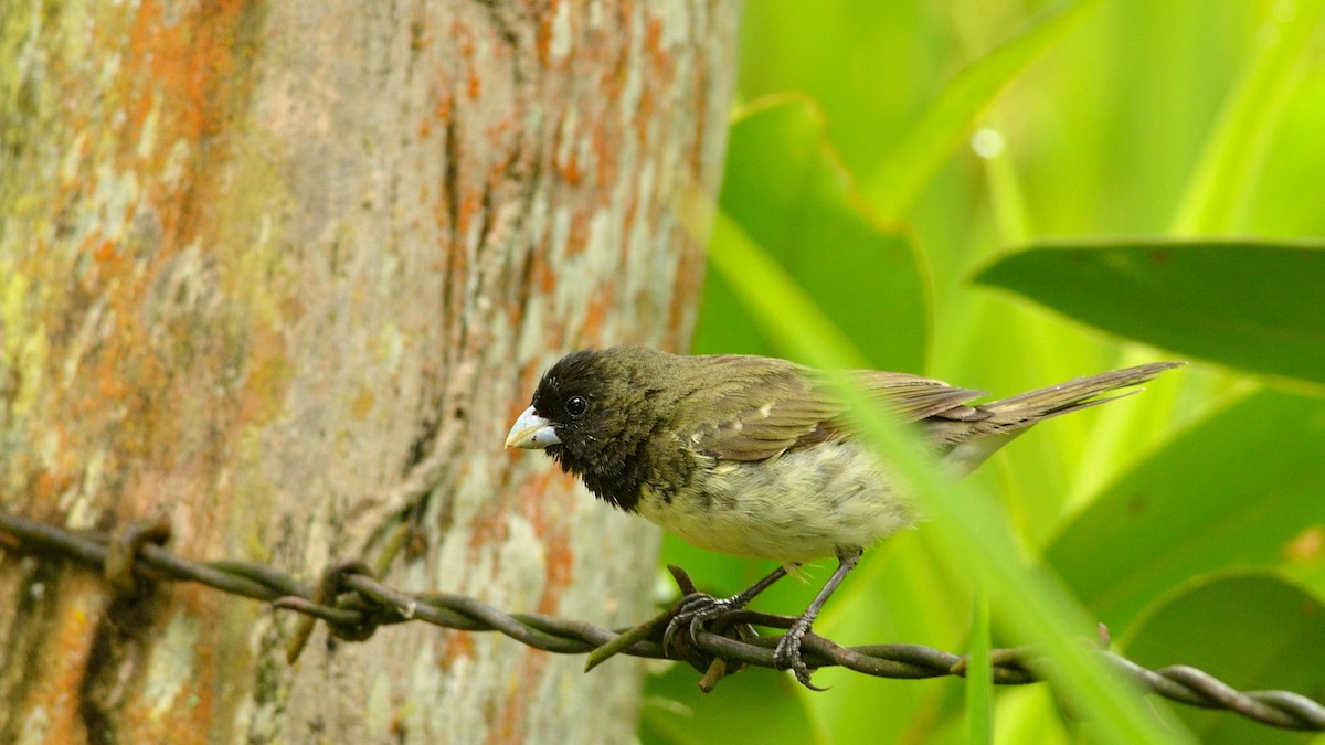 Yellow-bellied Seedeater - ML42871591