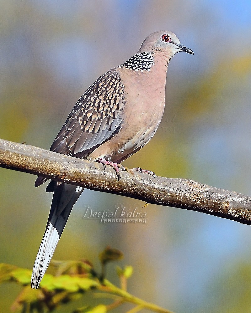 Spotted Dove - Deepal Kalra
