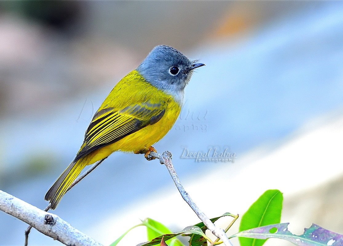 Gray-headed Canary-Flycatcher - Deepal Kalra