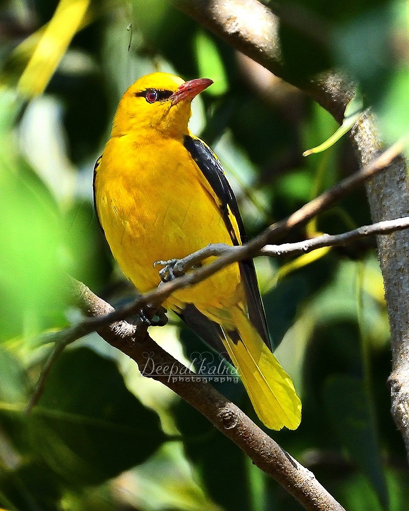 Indian Golden Oriole - ML428716981