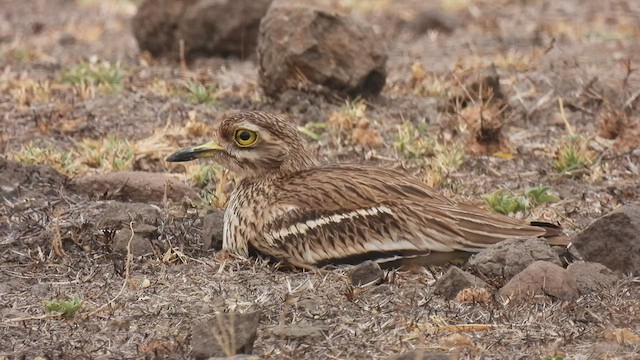 Indian Thick-knee - ML428722421
