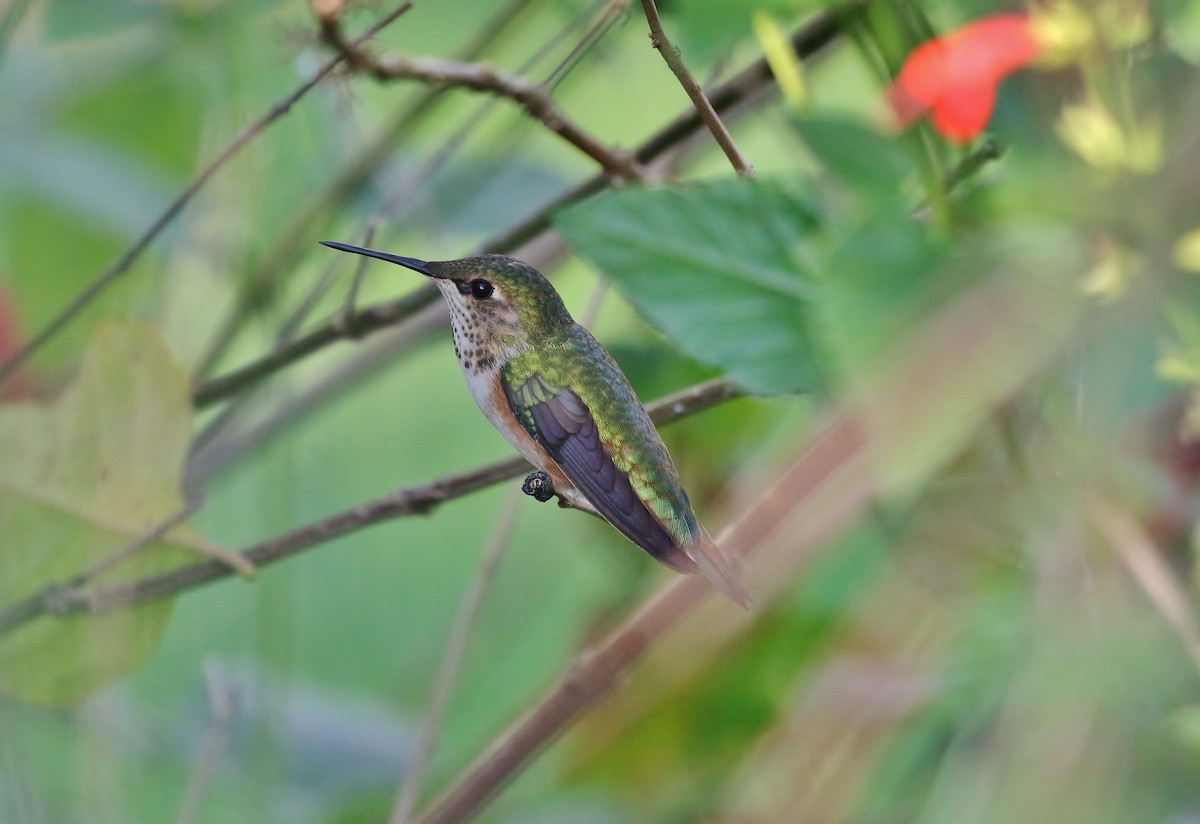 Rufous Hummingbird - Musa Awan