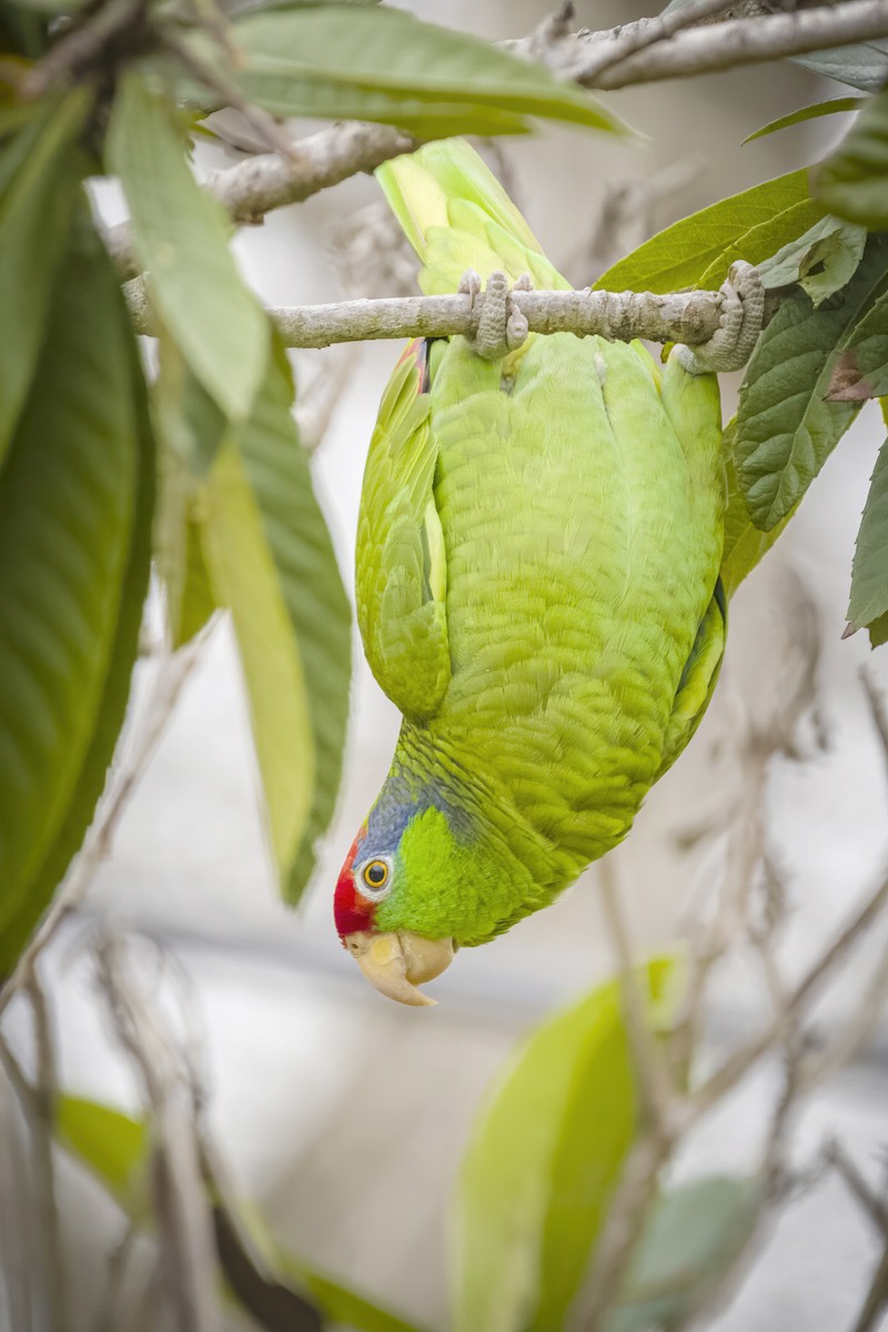 Red-crowned Parrot - Bryan Calk