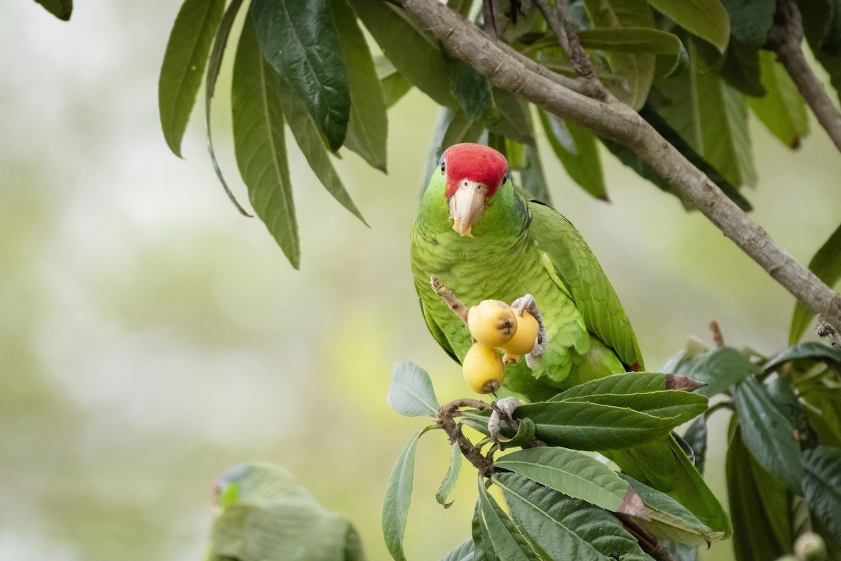 Red-crowned Parrot - ML428730241