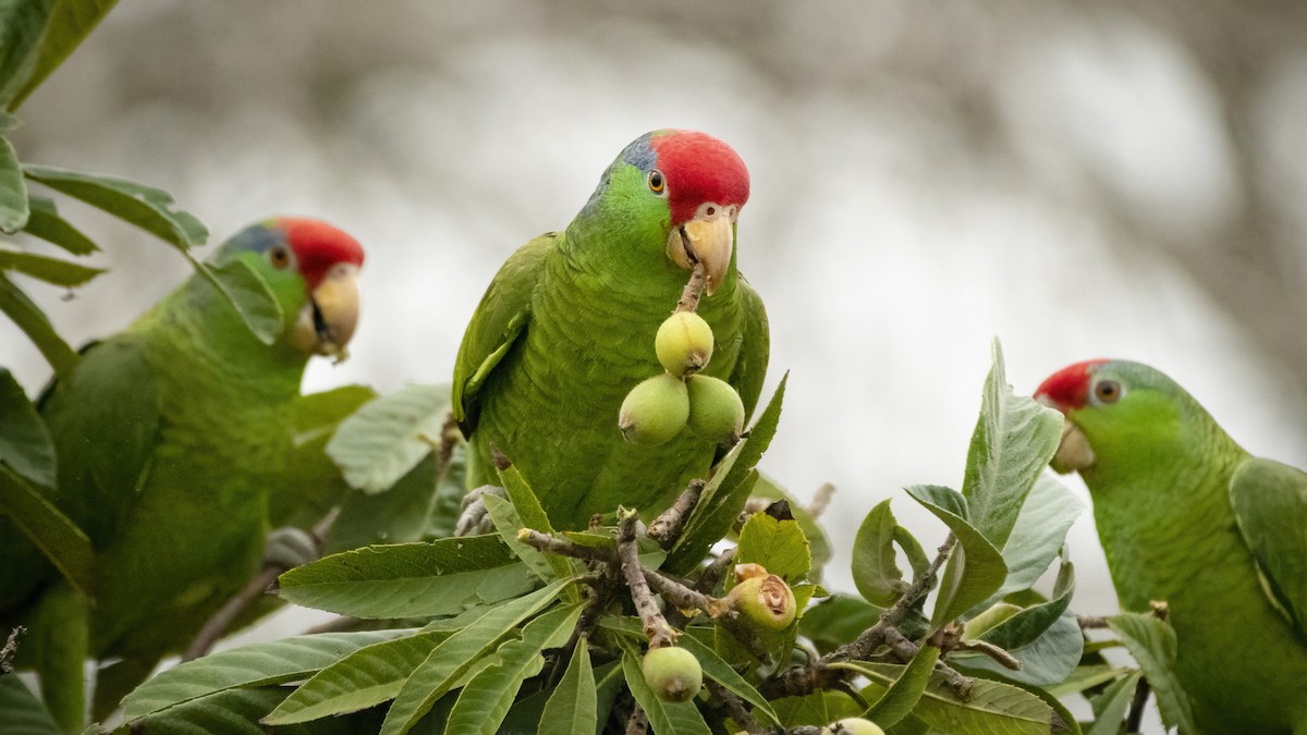 Red-crowned Parrot - ML428730251