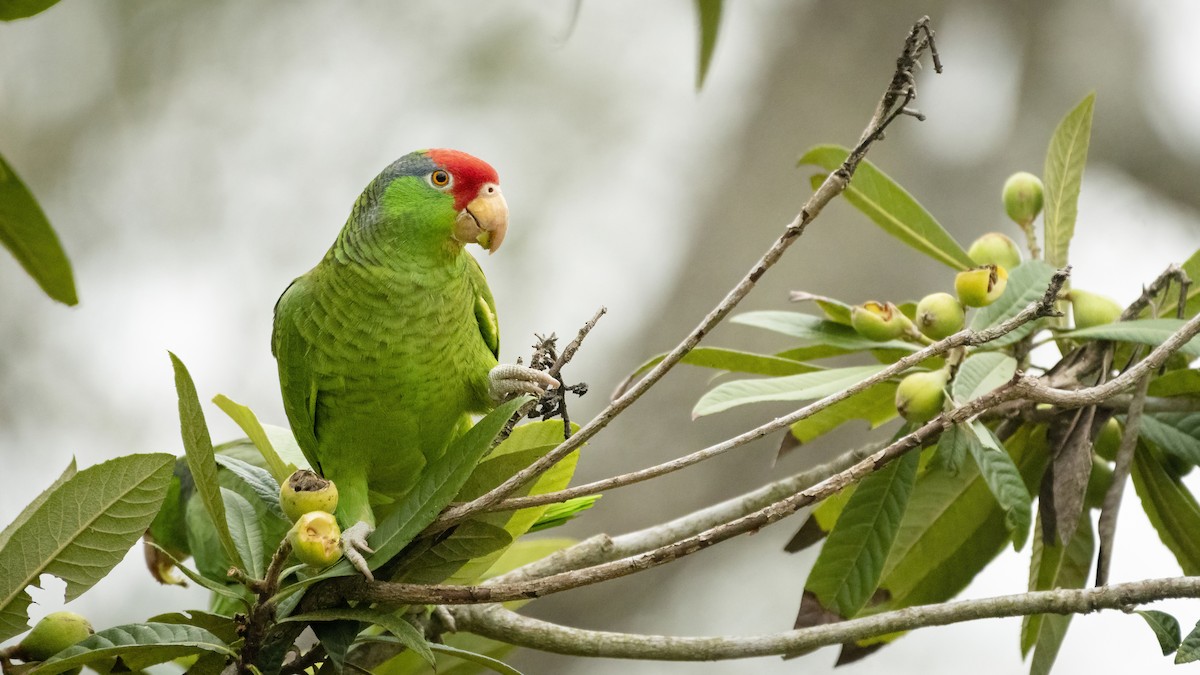 Red-crowned Parrot - ML428730301