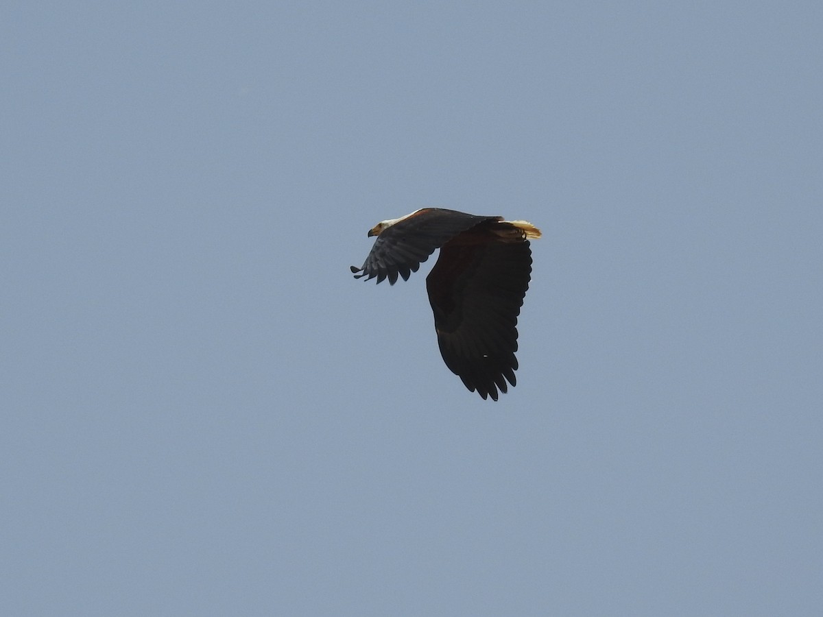 African Fish-Eagle - ML428735091