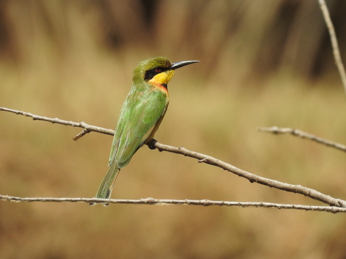 Little Bee-eater - Matthieu Gauvain