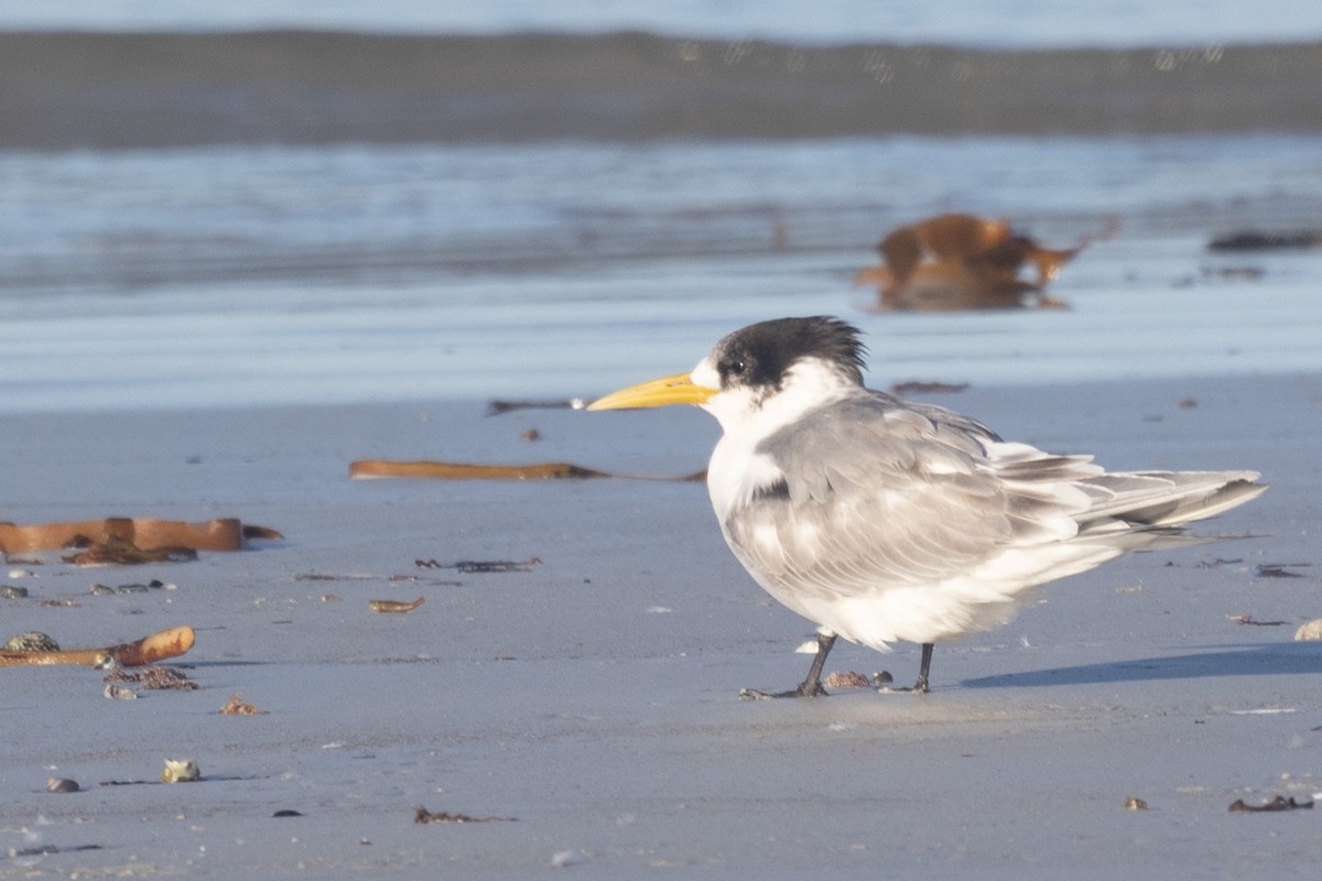 Great Crested Tern - ML428735871