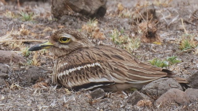 Indian Thick-knee - ML428741611