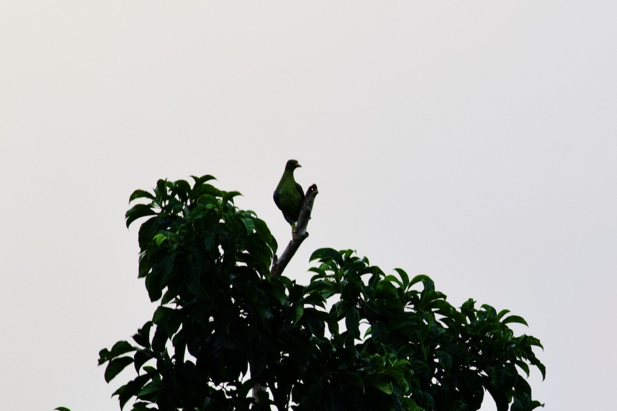 African Green-Pigeon - ML428744811