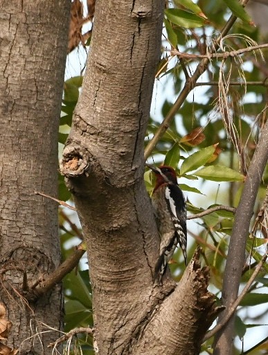 Red-breasted Sapsucker - ML428745061
